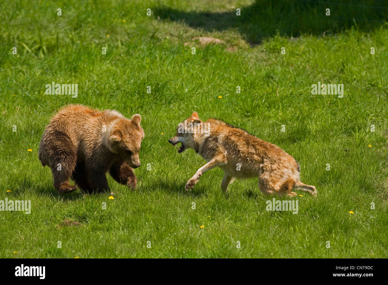 Ours brun (Ursus arctos), le loup attaque de façon ludique les jeunes ours brun Banque D'Images