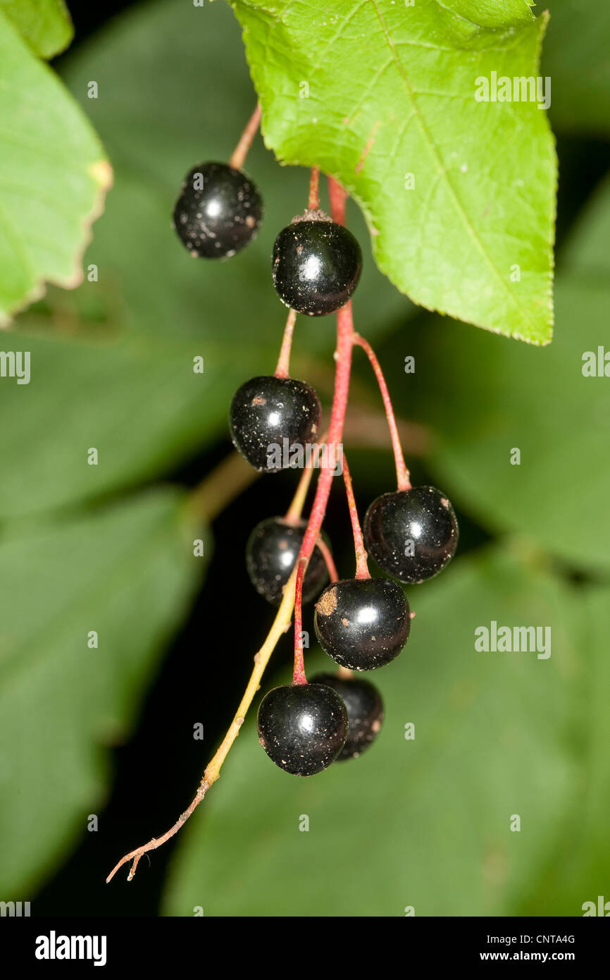 European bird cherry (Prunus padus, Padus avium), les fruits à une succursale, Allemagne Banque D'Images