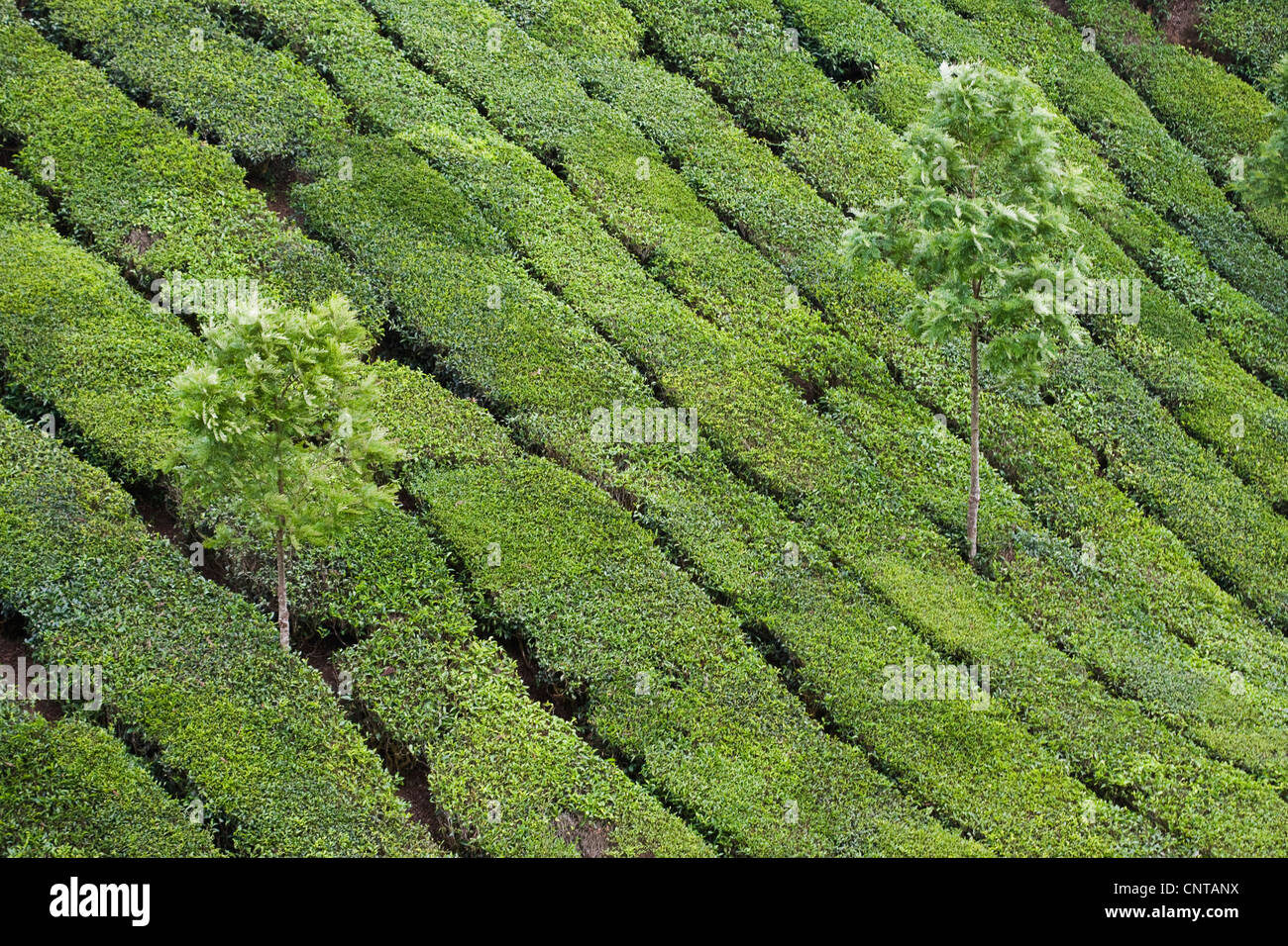 La plantation de thé, de l'Inde Banque D'Images