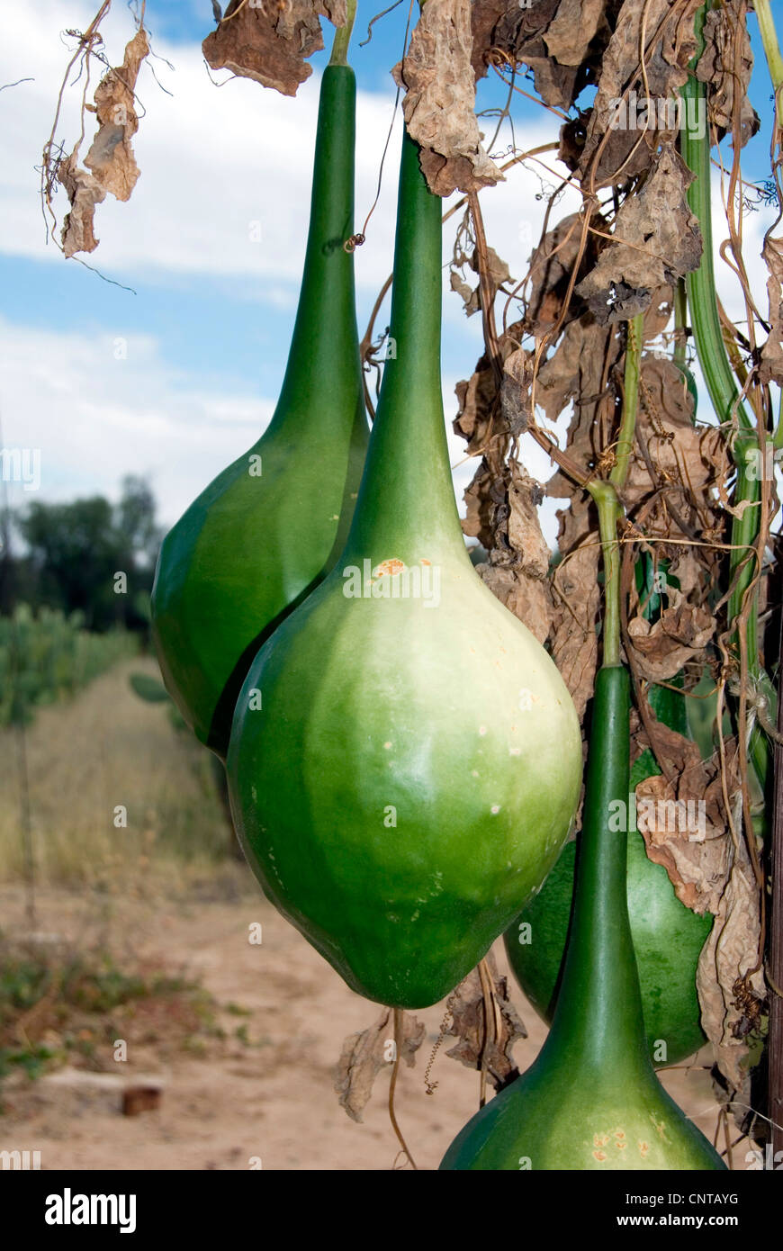 Les gourdes, gourde bouteille, calabash gourd, blanc fleur-gourd (Lagenaria siceraria), les fruits verts, Namibie, Windhoek Banque D'Images