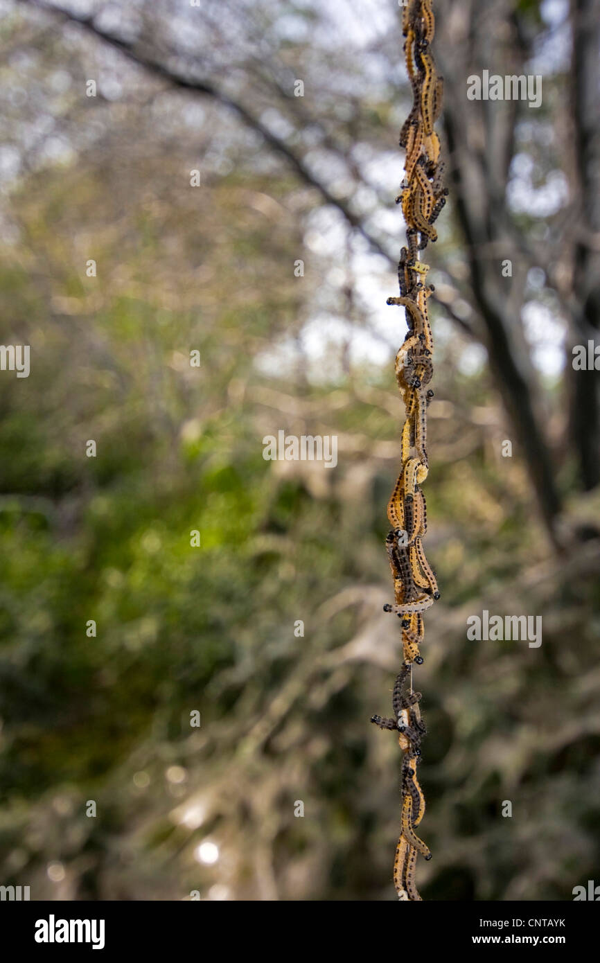 Bird cherry-hermine (Yponomeuta evonymella), suspendu à un fil, d'Allemagne, Rhénanie du Nord-Westphalie Banque D'Images