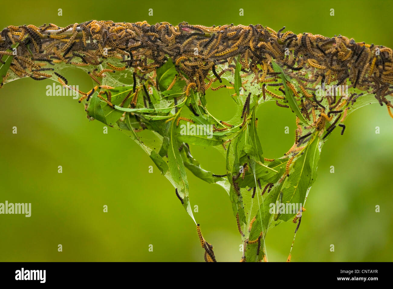 Bird cherry-hermine (Yponomeuta evonymella), beaucoup de chenilles dans leur site web, de l'Allemagne, Rhénanie du Nord-Westphalie Banque D'Images