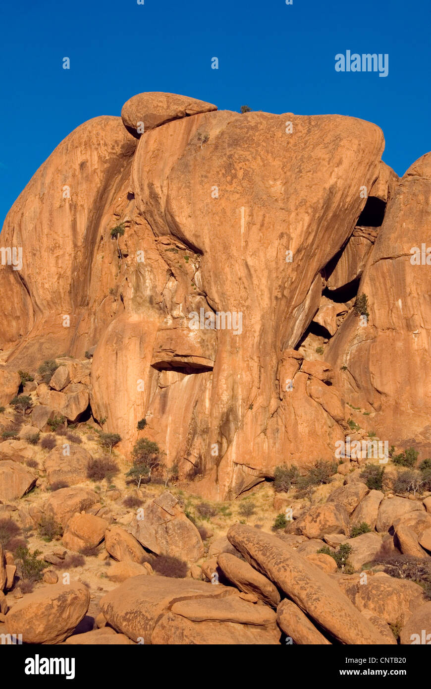 La tête de l'éléphant dans la lumière du soir, la Namibie Banque D'Images