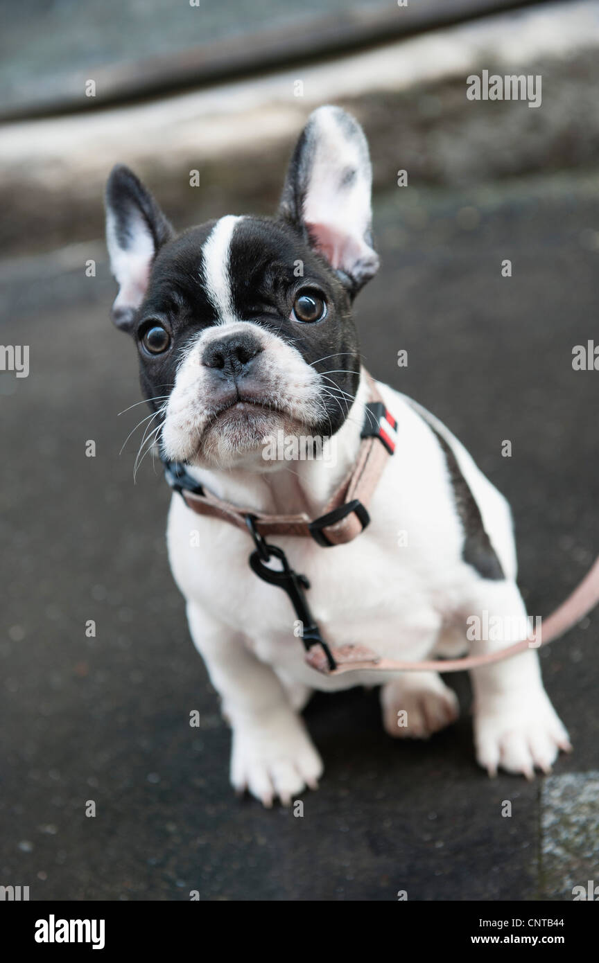 Boston terrier Banque D'Images