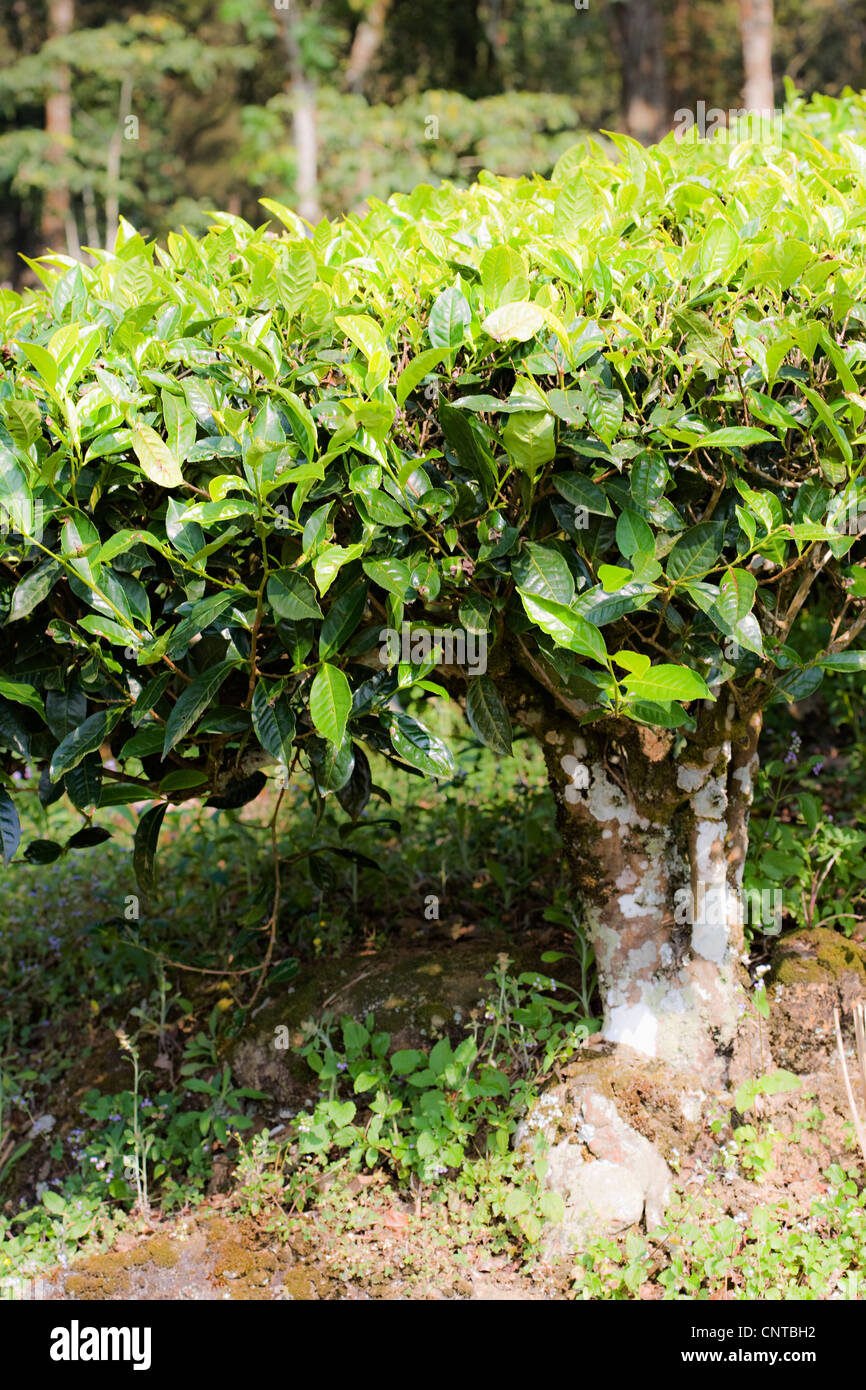 Usine de thé Banque D'Images