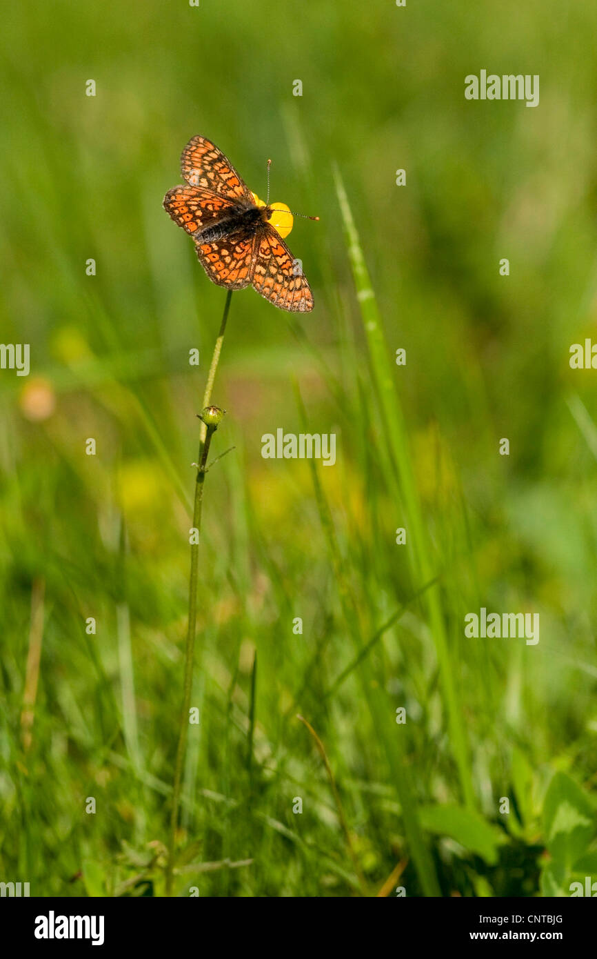 Marsh fritillary (Euphydryas aurinia), assis à une renoncule, Rhénanie-Palatinat, Allemagne Banque D'Images