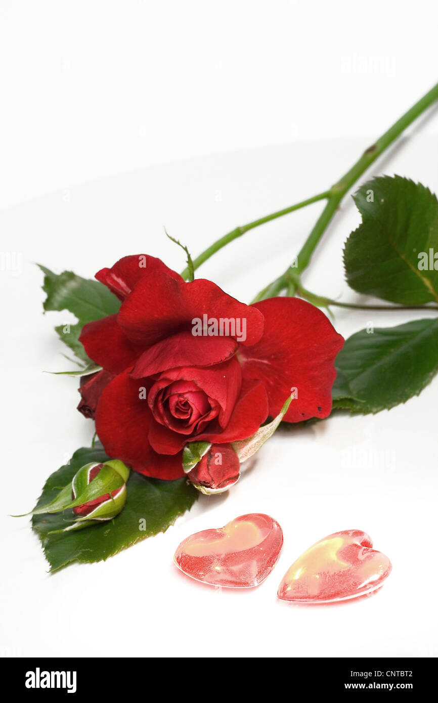 Rose (Rosa spec.), red rose avec coeurs roses Banque D'Images