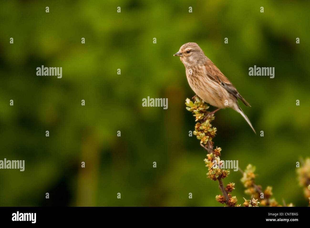 (Carduelis cannabina linnet, Acanthis cannabina), assis sur une branche, Pays-Bas, Texel Banque D'Images