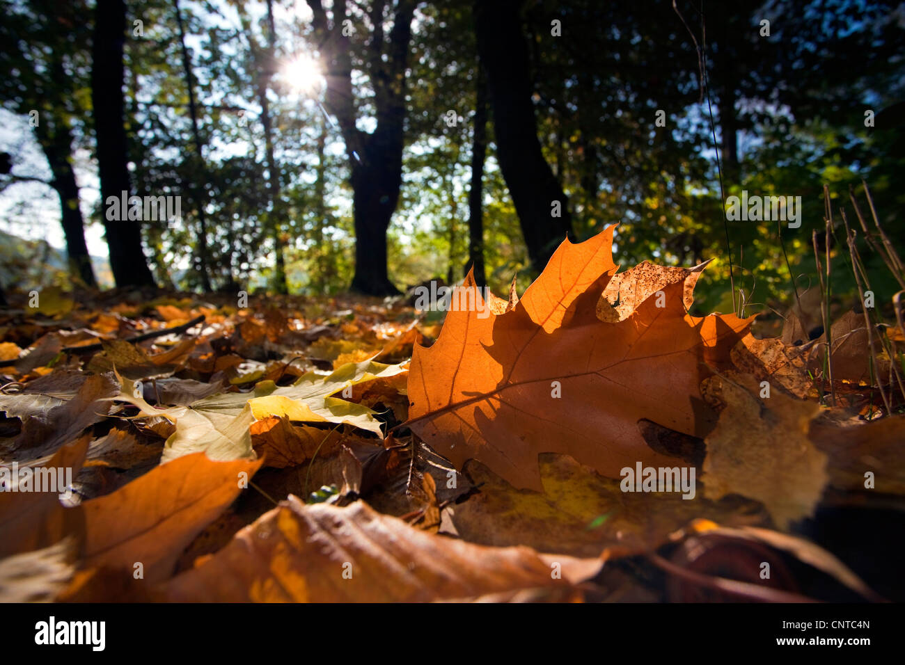 Le chêne rouge (Quercus rubra), vue à travers une forêt d'automne du sol couvert de feuillage, Allemagne Banque D'Images