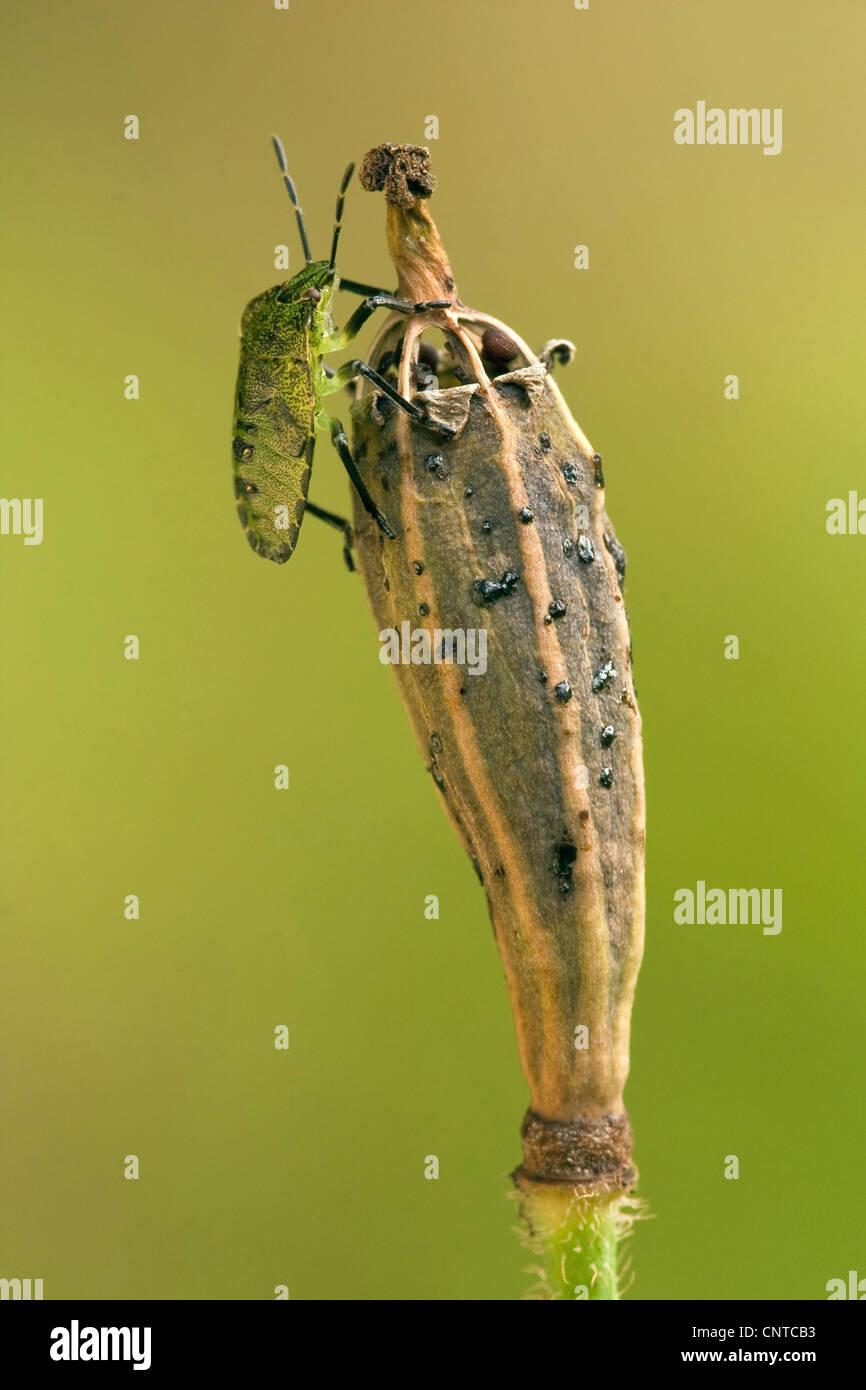 Green Shield bug, commune de Green Shield bug (Palomena prasina), une séance d'une capsule de pavot, Papaver dubium, Allemagne, Rhénanie-Palatinat Banque D'Images