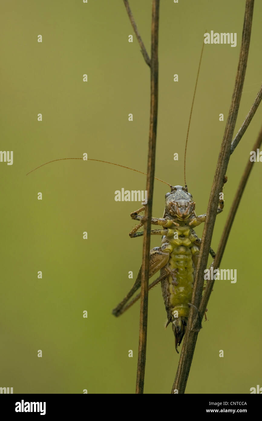 (Pholidoptera griseoaptera bushcricket sombre), assis à halms à sec, l'Allemagne, Rhénanie-Palatinat Banque D'Images