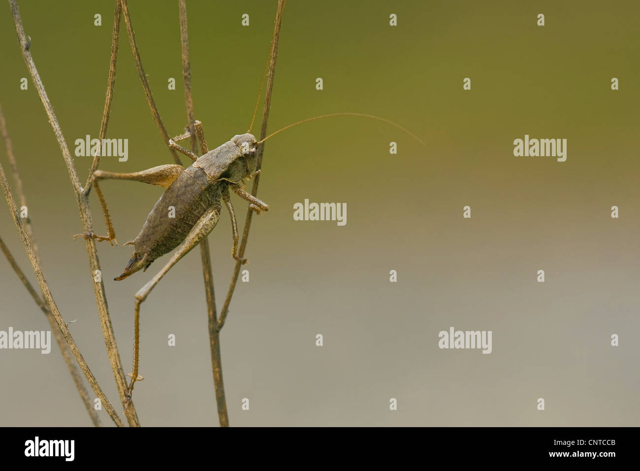 (Pholidoptera griseoaptera bushcricket sombre), assis à halms à sec, l'Allemagne, Rhénanie-Palatinat Banque D'Images