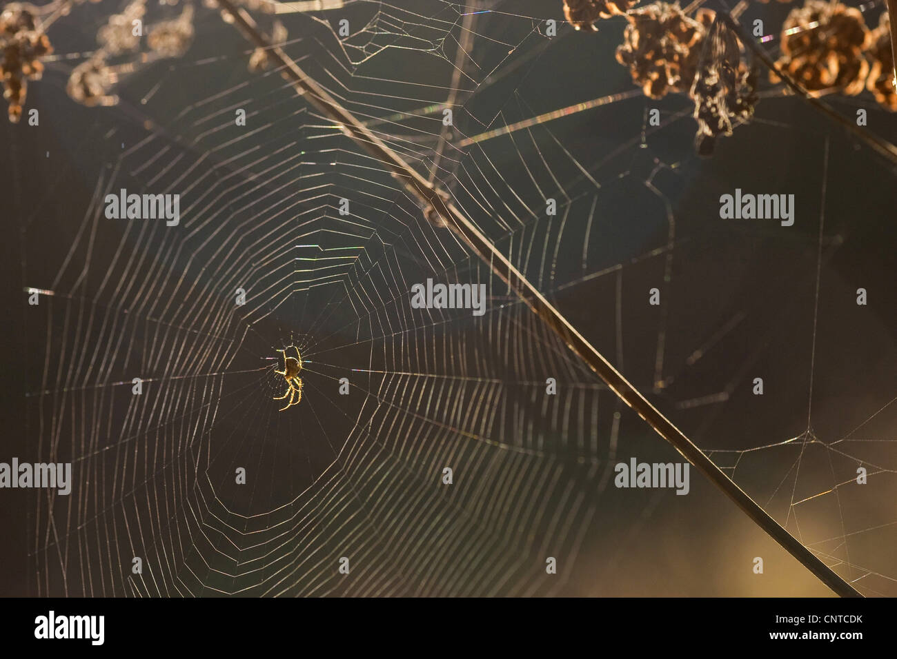 Linyphia Linyphia triangularis (triangularis), assis au milieu de ses sunlit web parmi les tiges, Allemagne, Rhénanie-Palatinat Banque D'Images