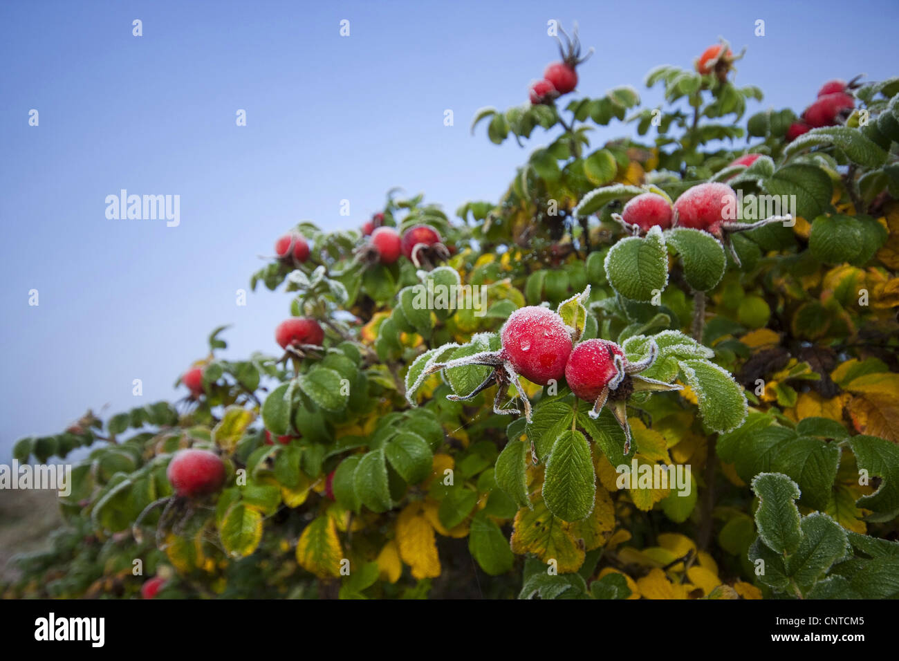 Rugosa rose, rose (Rosa rugosa japonais), églantier avec givre, Allemagne, Rhénanie du Nord-Westphalie Banque D'Images