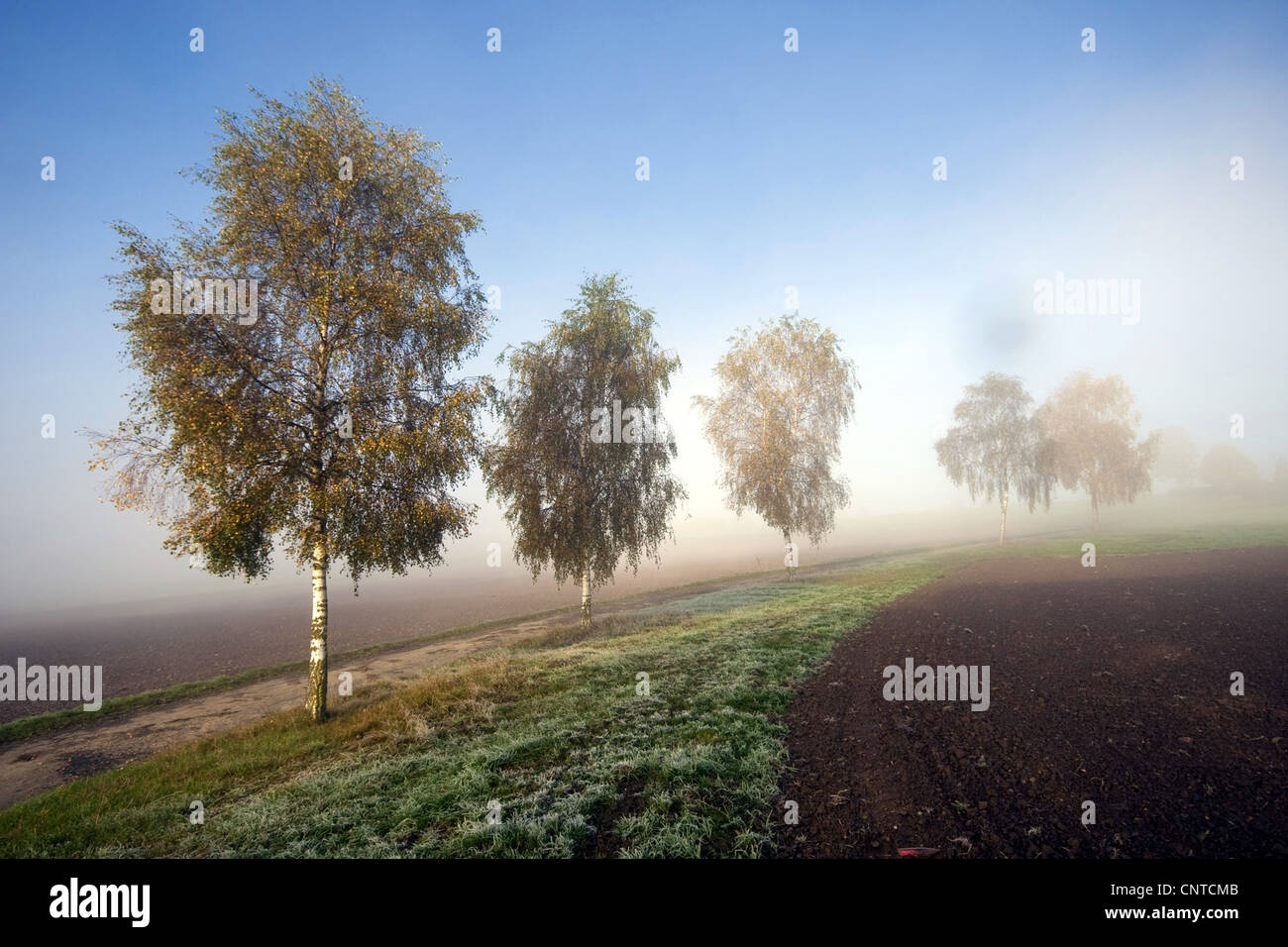 Bouleau commun, le bouleau verruqueux, bouleau blanc européen, le bouleau blanc (Betula pendula, Betula alba), route de campagne avec les bouleaux dans la brume du matin, l'Allemagne, en Rhénanie du Nord-Westphalie, Siegerland Banque D'Images