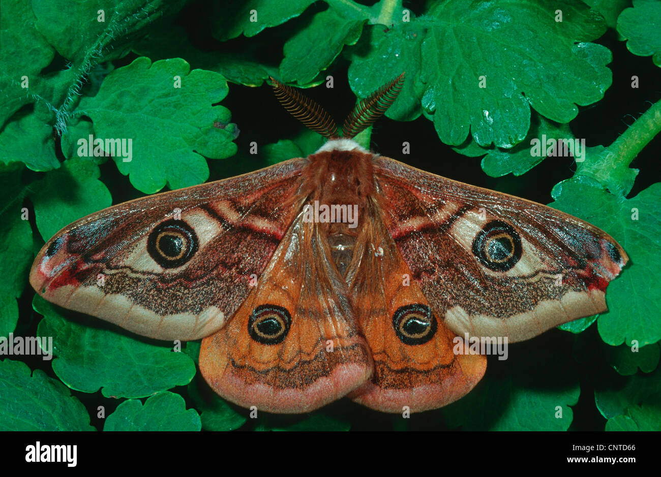 Saturnia pavonia (empereur, Eudia pavonia), assis sur la mousse, homme, Allemagne Banque D'Images