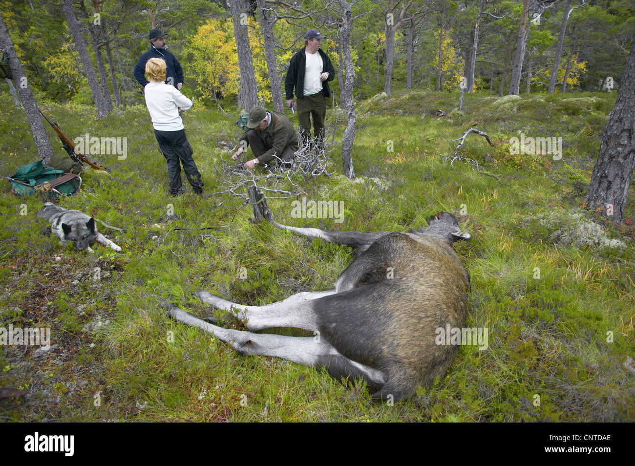 Le wapiti, l'orignal (Alces alces alces), les chasseurs à une clairière avec un animal traqué à l'assemblée annuelle de l'elk chasse en septembre, la Norvège, Nord-Trondelag, Flatanger Banque D'Images