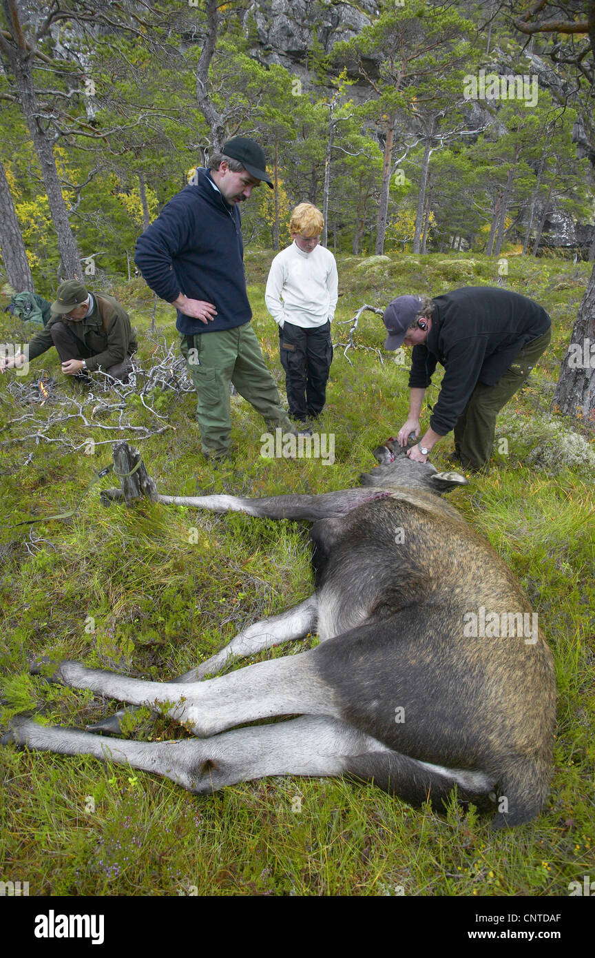 Le wapiti, l'orignal (Alces alces alces), d'un animal traqué par des chasseurs à l'éventrer une clairière au cours de la chasse au wapiti annuel en septembre, la Norvège, Nord-Trondelag, Flatanger Banque D'Images