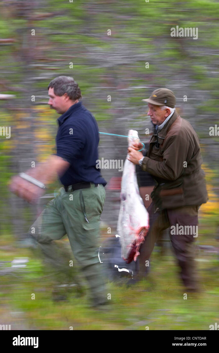 Deux chasseurs à pied à travers la forêt avec de la viande dans les mains d'un animal traqué et massacré, Norvège, Nord-Trondelag, Flatanger Banque D'Images