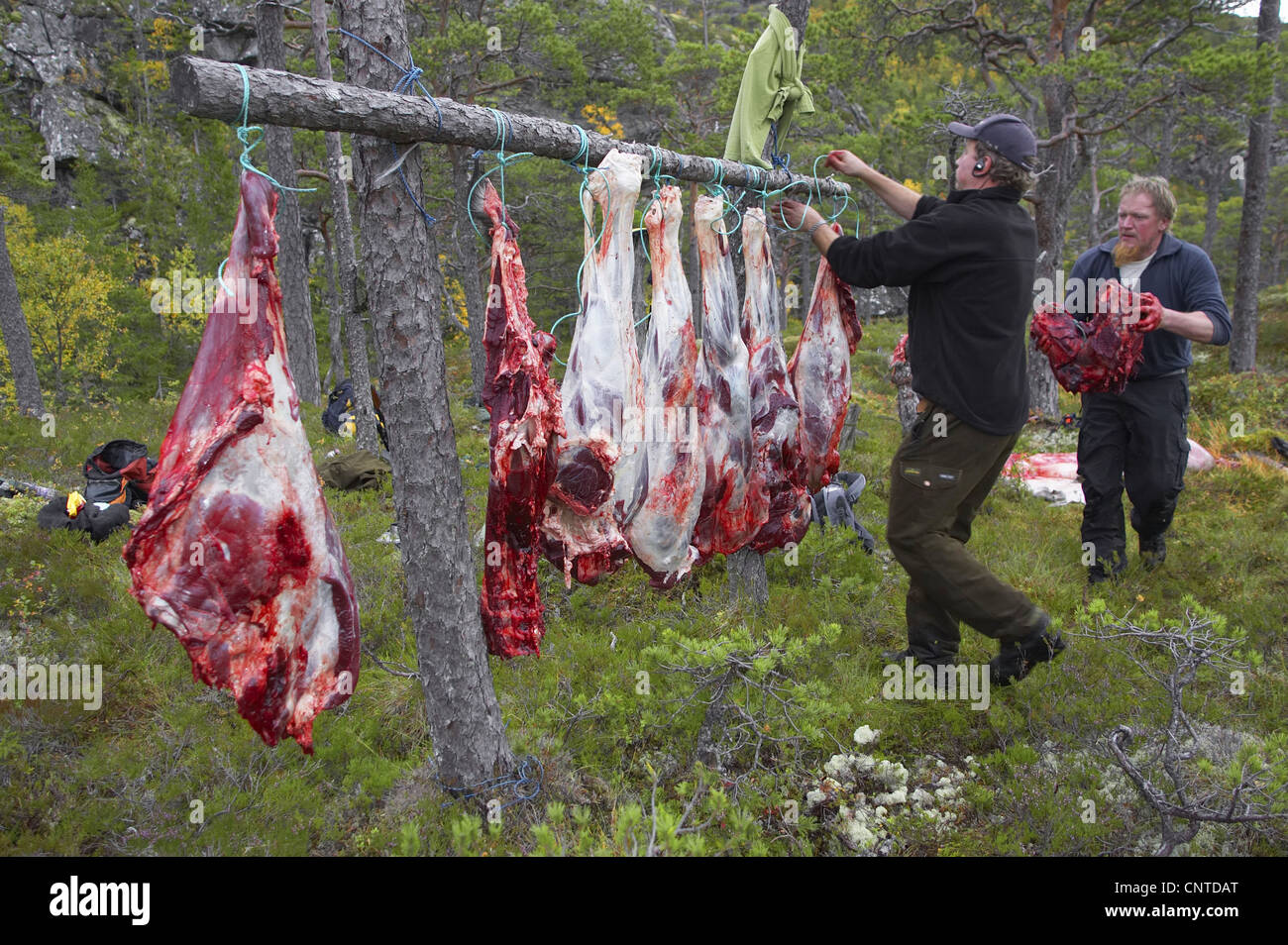 Le wapiti, l'orignal (Alces alces alces), les chasseurs dans la forêt de raccrocher les morceaux d'un coup et l'animal dépecé entre les arbres, de la Norvège, de Nord-Trondelag, Flatanger Banque D'Images