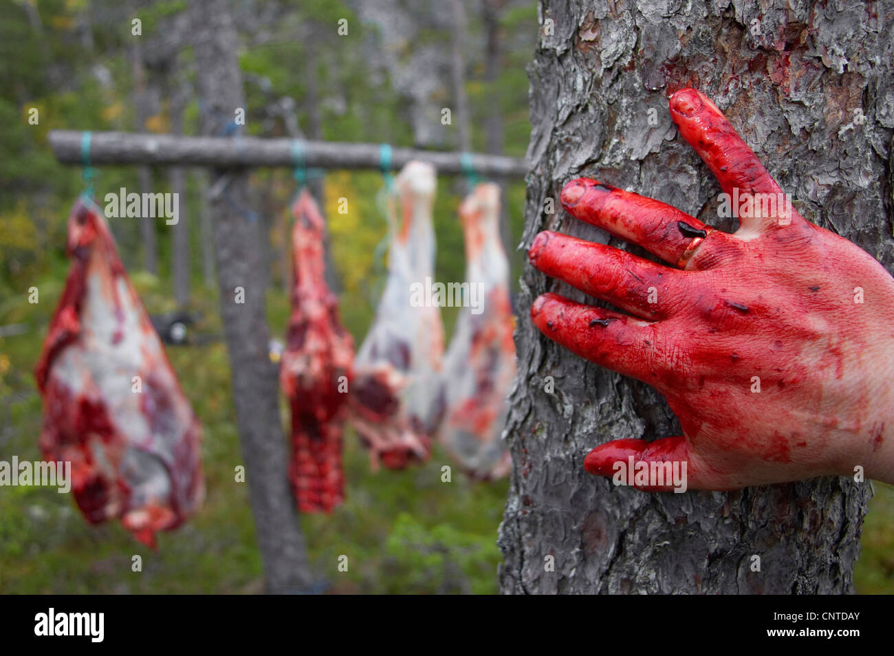Le wapiti, l'orignal (Alces alces alces), morceaux d'un animal dépecé suspendu dans la forêt entre les arbres, dans le foregroung une main couverte de sang, de la Norvège, de Nord-Trondelag, Flatanger Banque D'Images
