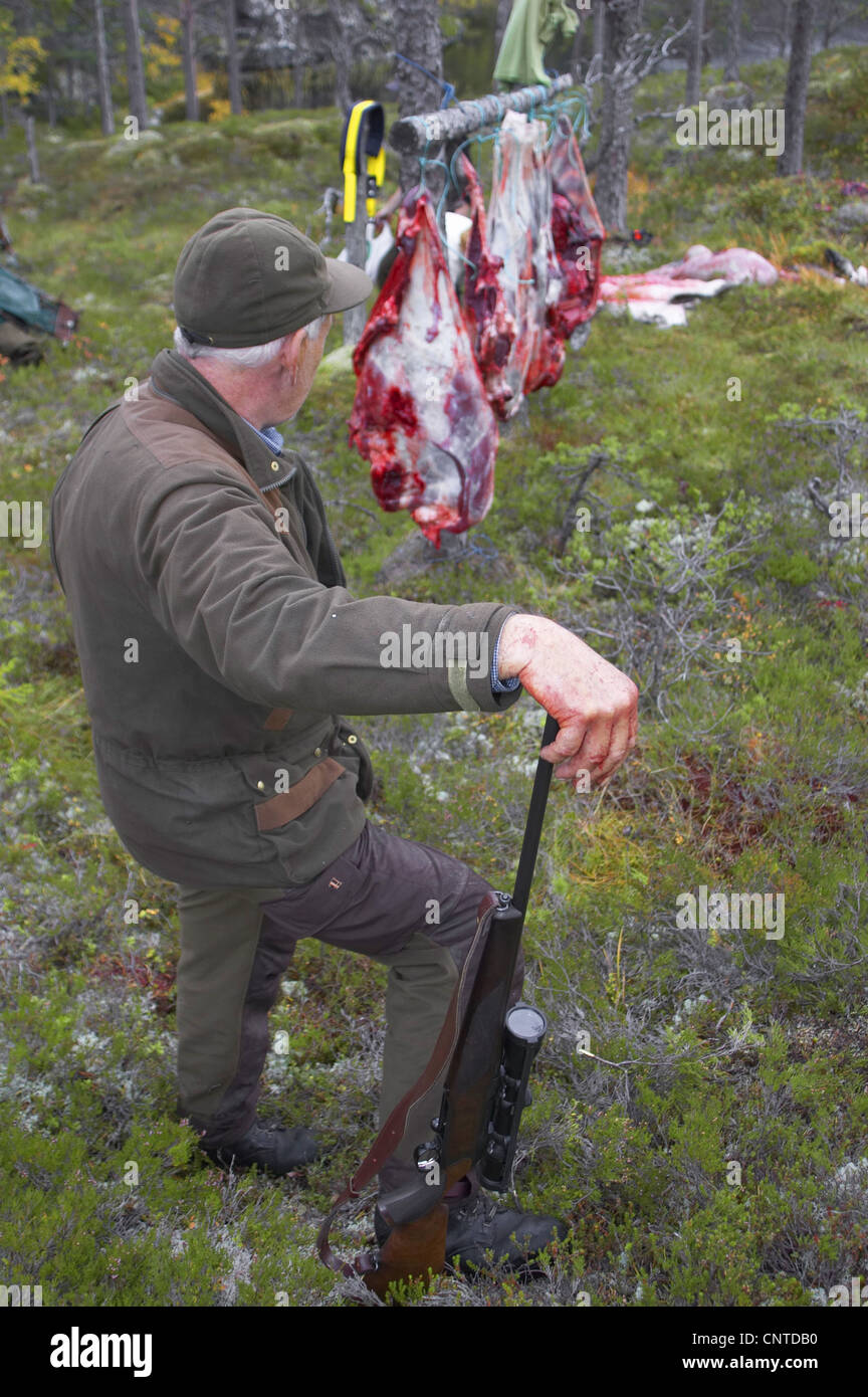 Le wapiti, l'orignal (Alces alces alces), chasseur dans la forêt s'appuyant sur son fusil en face de pièces d'un animal dépecé suspendu entre les arbres, de la Norvège, de Nord-Trondelag, Flatanger Banque D'Images