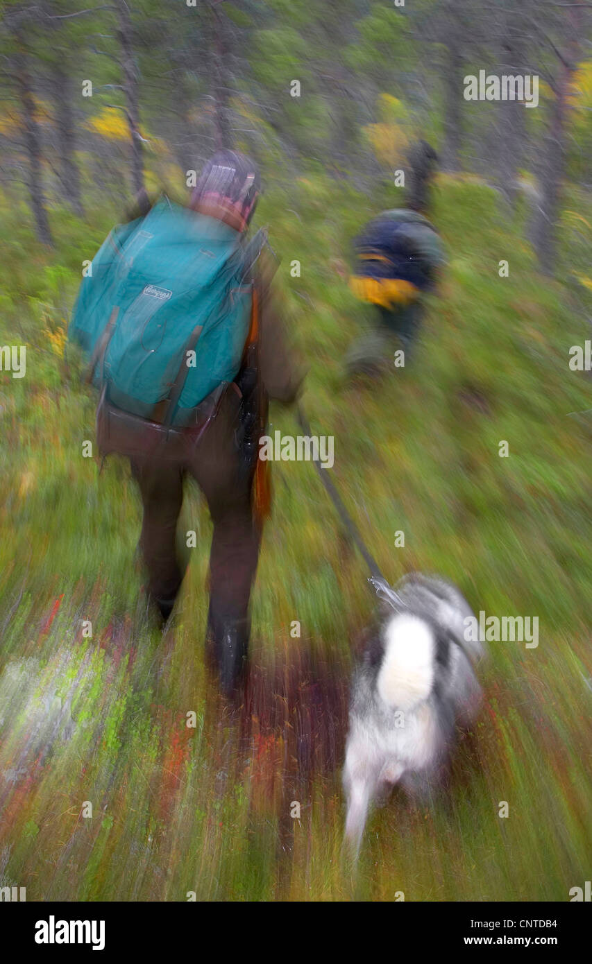 Le wapiti, l'orignal (Alces alces alces), les chasseurs avec un chien marche à travers une forêt pendant la chasse au wapiti annuel en septembre, la Norvège, Nord-Trondelag, Flatanger Banque D'Images