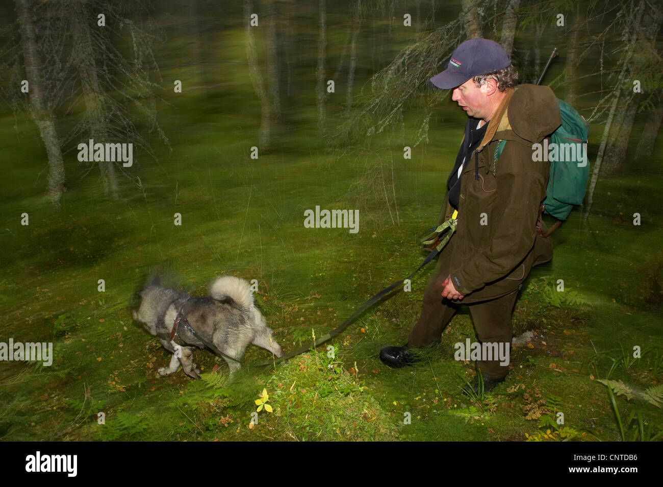 Le wapiti, l'orignal (Alces alces alces), hunter avec un chien marche à travers une forêt pendant la chasse au wapiti annuel en septembre, la Norvège, Nord-Trondelag, Flatanger Banque D'Images