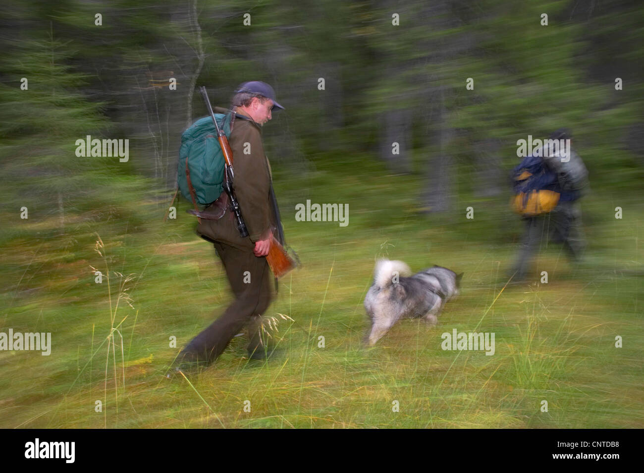 Le wapiti, l'orignal (Alces alces alces), les chasseurs avec un chien marche à un effacement à l'assemblée annuelle de l'elk chasse en septembre, la Norvège, Nord-Trondelag, Flatanger Banque D'Images
