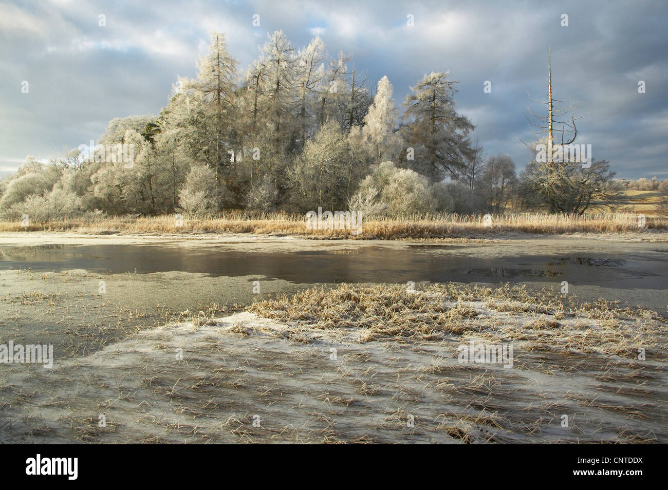 Loch Insh sur un matin d'hiver, le Royaume-Uni, l'Écosse, le Parc National de Cairngorms Banque D'Images