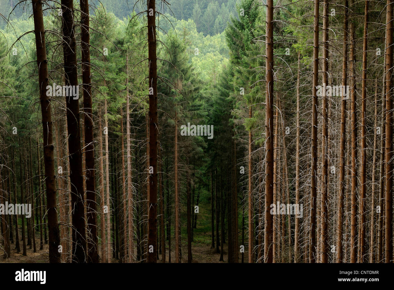 L'épinette rouge (Picea rubens), forêt de conifères, l'Allemagne, en Rhénanie du Nord-Westphalie, Rhénanie-Palatinat Banque D'Images