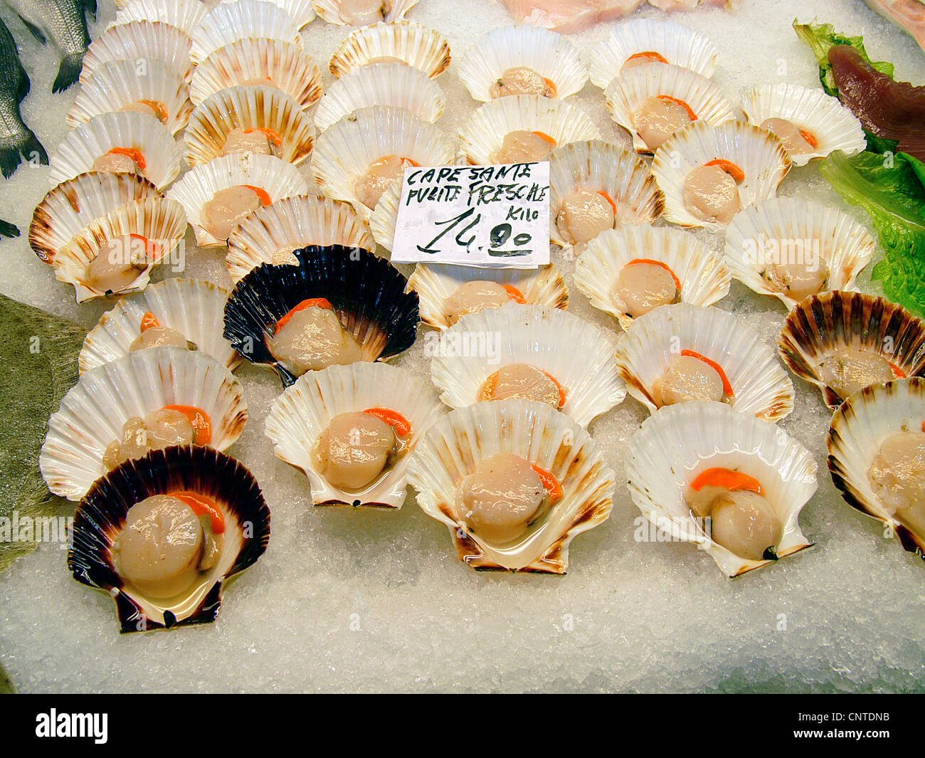Les coquilles fraîches sur le marché du Rialto, Venise, Italie Banque D'Images