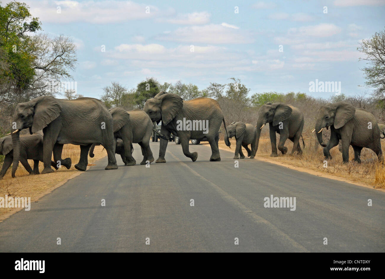 L'éléphant africain (Loxodonta africana), troupeau de traverser une rue, Afrique du Sud, le Parc national Krueger Banque D'Images