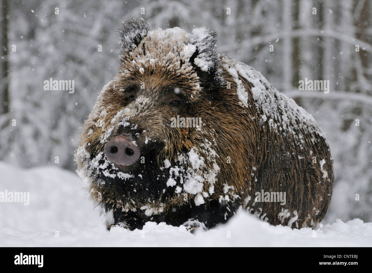 Le sanglier, le porc, le sanglier (Sus scrofa), femme couchée dans la neige qui tombe dans la forêt enneigée, Allemagne Banque D'Images