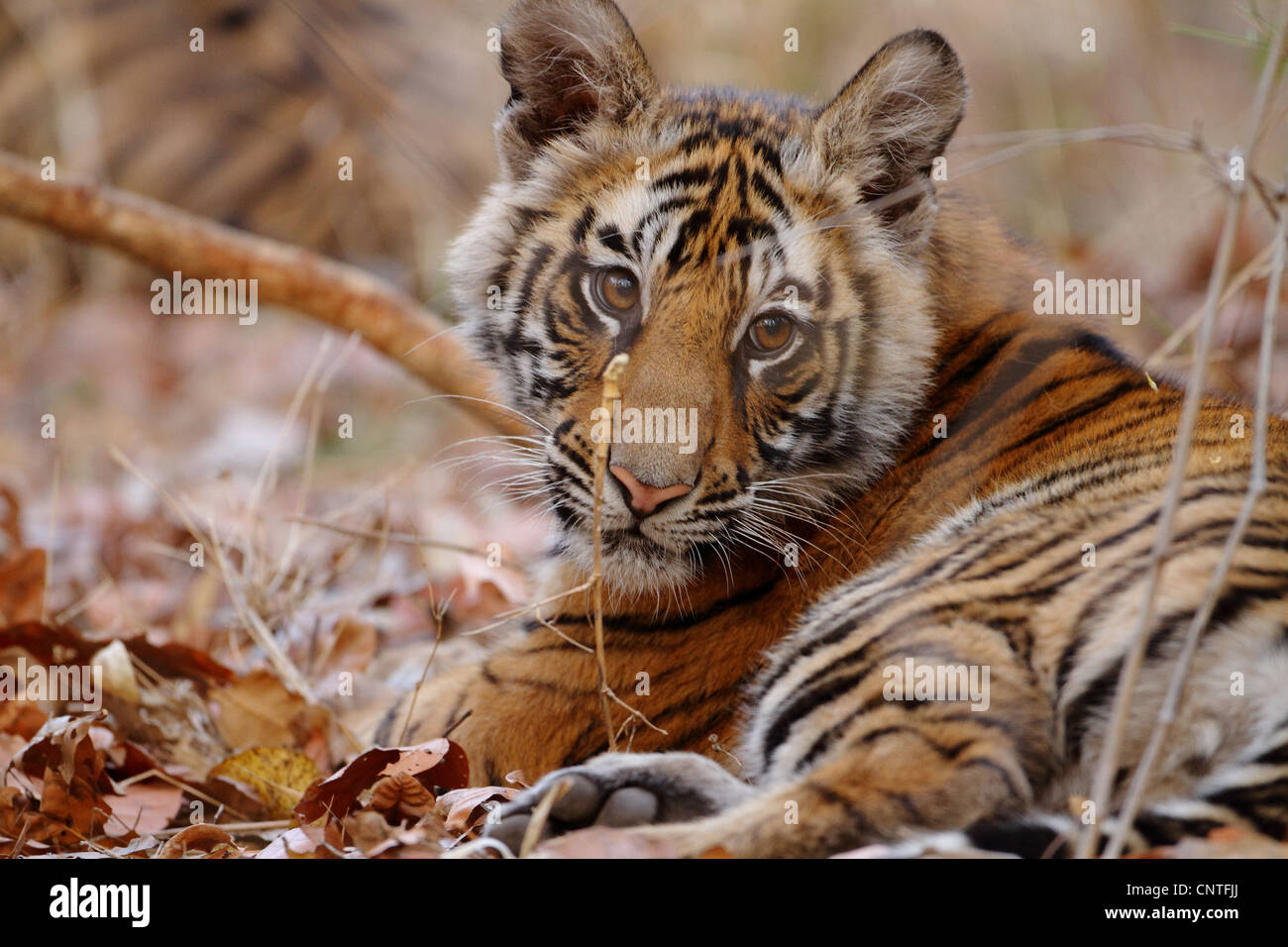 Tiger Cub dans Bandhavgarh National Park Banque D'Images