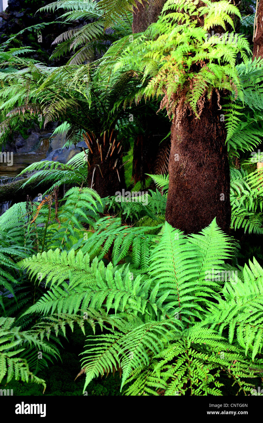 Fougère arborescente de Tasmanie, Soft fougère arborescente (Dicksonia antarctica), les fougères arborescentes, Nouvelle-Zélande Banque D'Images
