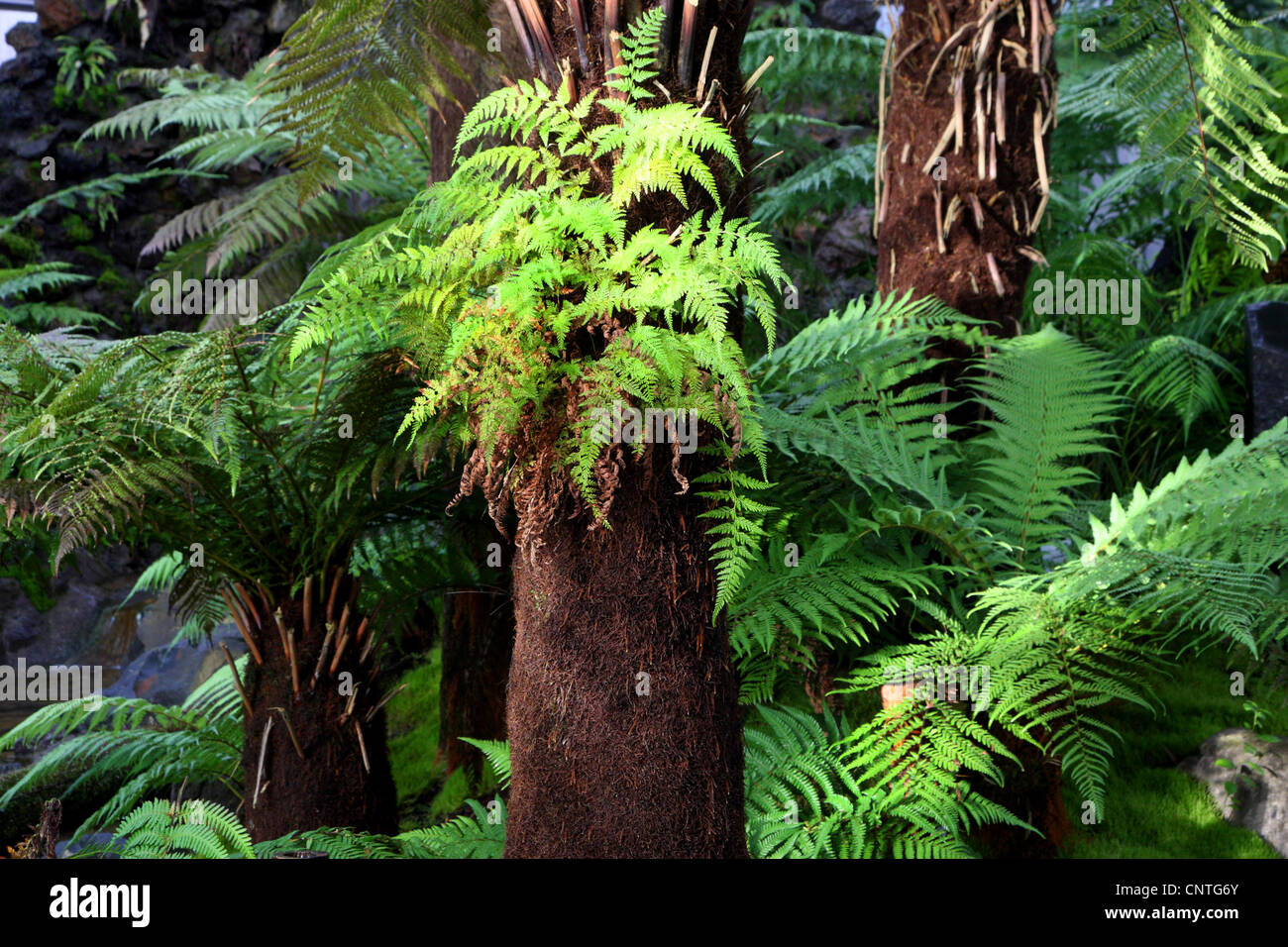 Fougère arborescente de Tasmanie, Soft fougère arborescente (Dicksonia antarctica), les fougères arborescentes, Nouvelle-Zélande Banque D'Images