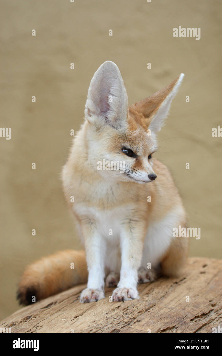 Fennec Fennecus zerda, fox (Vulpes zerda), assis Banque D'Images
