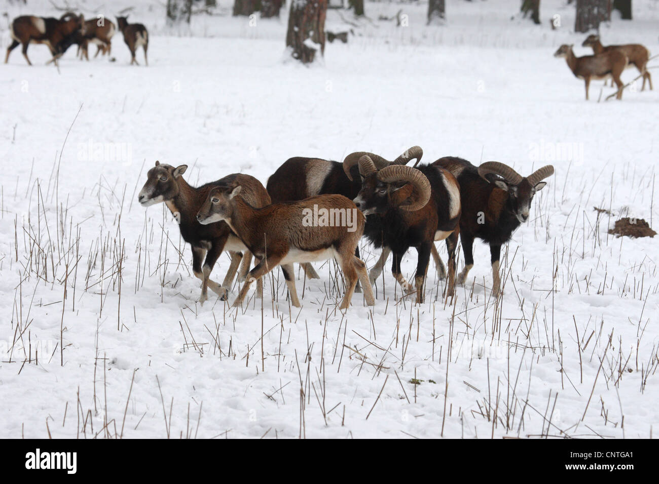 Mouflon (Ovis musimon, Ovis gmelini musimon, Ovis orientalis musimon), groupe en hiver, Allemagne Banque D'Images