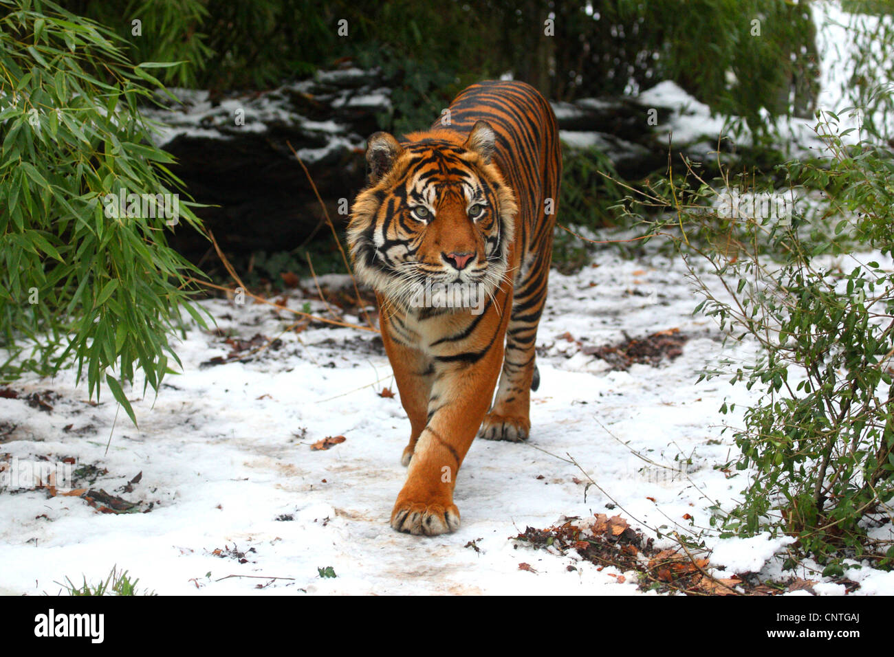 Tigre de Sumatra (Panthera tigris sumatrae), entre le bambou en hiver Banque D'Images