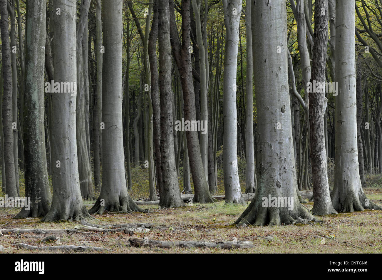 Le hêtre commun (Fagus sylvatica), forêt de hêtres, de l'Allemagne, Mecklenburg Vorpommern Banque D'Images