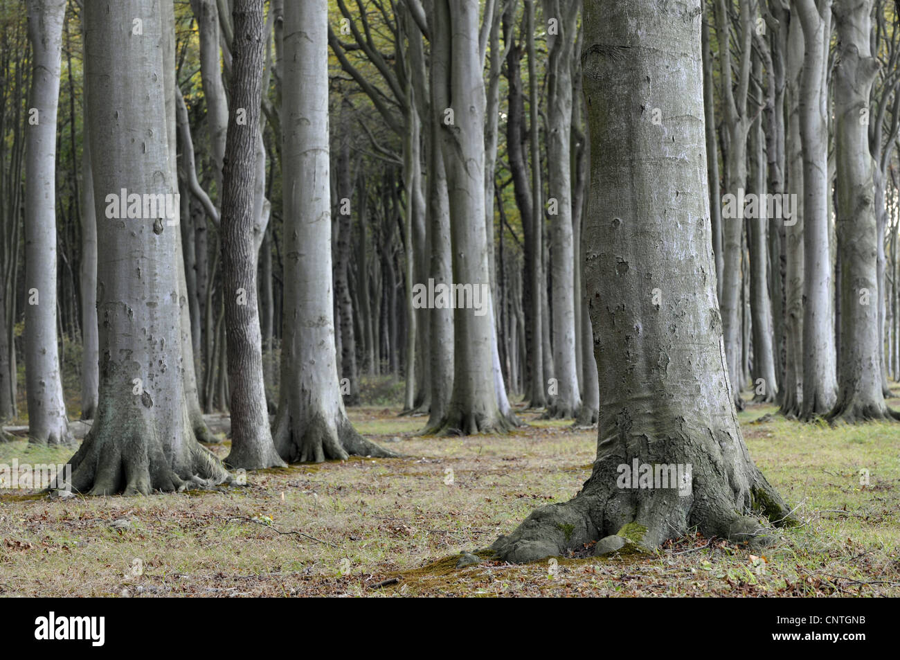 Le hêtre commun (Fagus sylvatica), forêt de hêtres, de l'Allemagne, Mecklenburg Vorpommern Banque D'Images