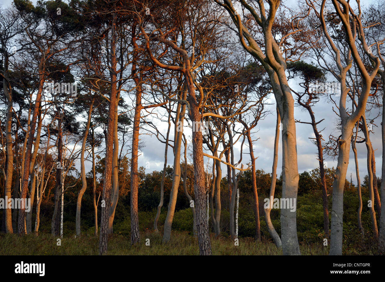 Pin sylvestre, le pin sylvestre (Pinus sylvestris), forêt mixte dans la lumière du soir, l'Allemagne, Mecklenburg Vorpommern, Poméranie occidentale Lagoon Salon National Park Banque D'Images
