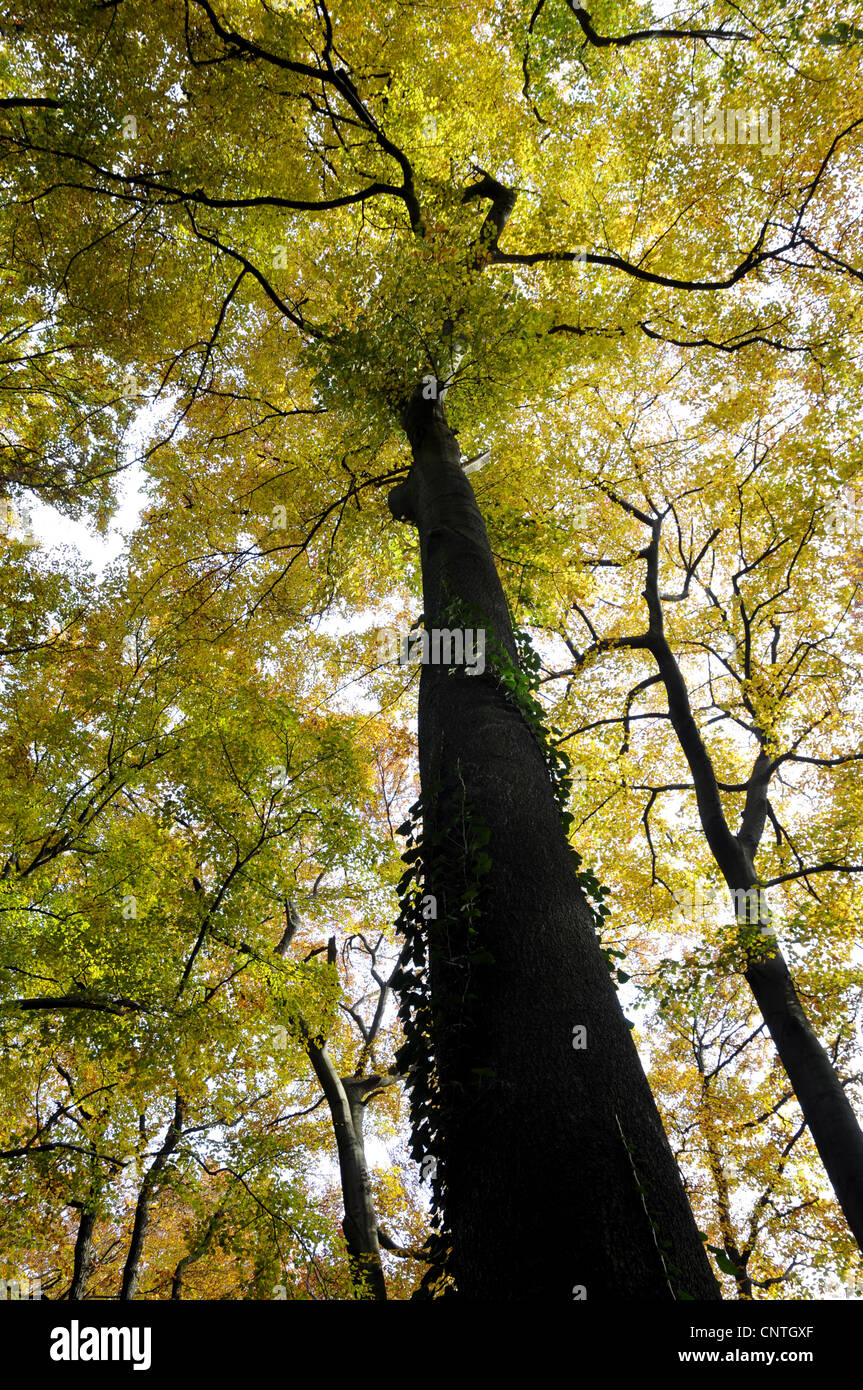 Le hêtre commun (Fagus sylvatica), Tree Top en automne, Allemagne Banque D'Images
