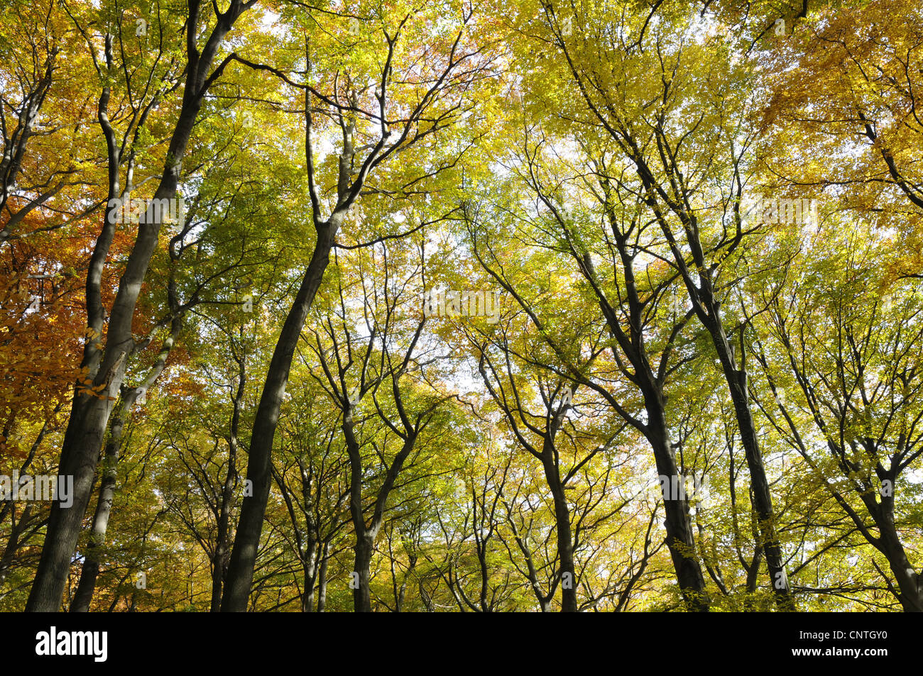 Le hêtre commun (Fagus sylvatica), bois de hêtre en automne, Allemagne Banque D'Images