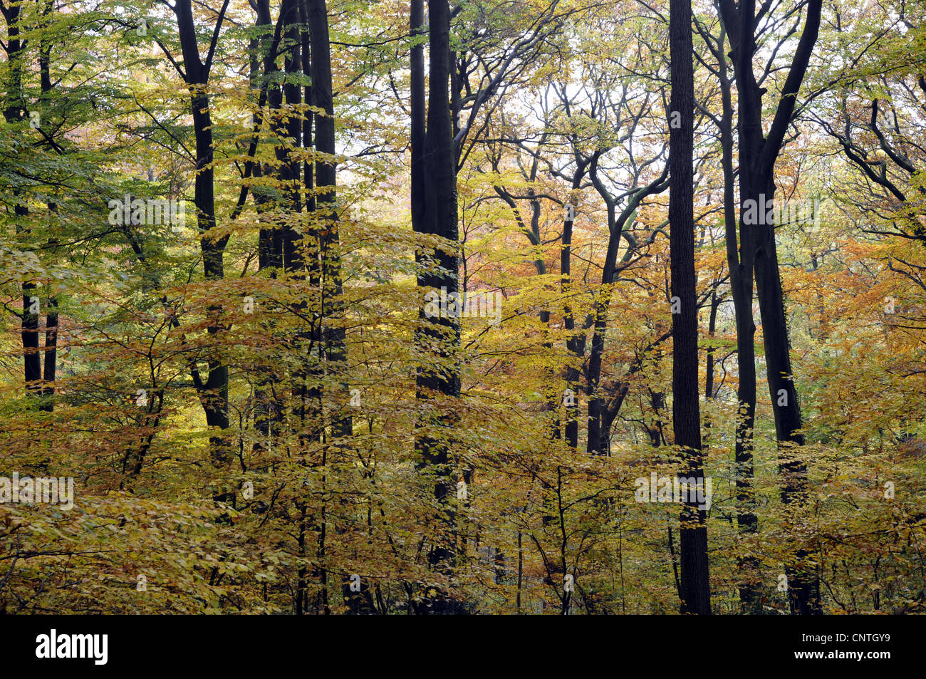Le hêtre commun (Fagus sylvatica), bois de hêtre en automne, Allemagne Banque D'Images
