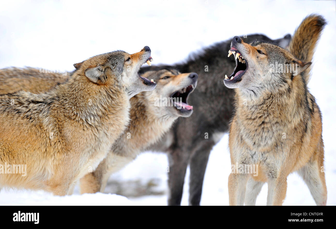 Le loup de la vallée du Mackenzie, Rocky Mountain loup, loup toundra de l'Alaska ou canadien Timber Wolf (Canis lupus occidentalis), geste menaçant, Allemagne Banque D'Images