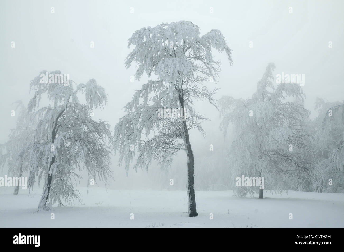 Paysage brumeux couvert de neige avec les arbres isolés sur un champ ouvert, Allemagne, Rhénanie du Nord-Westphalie, Haut-sauerland Banque D'Images