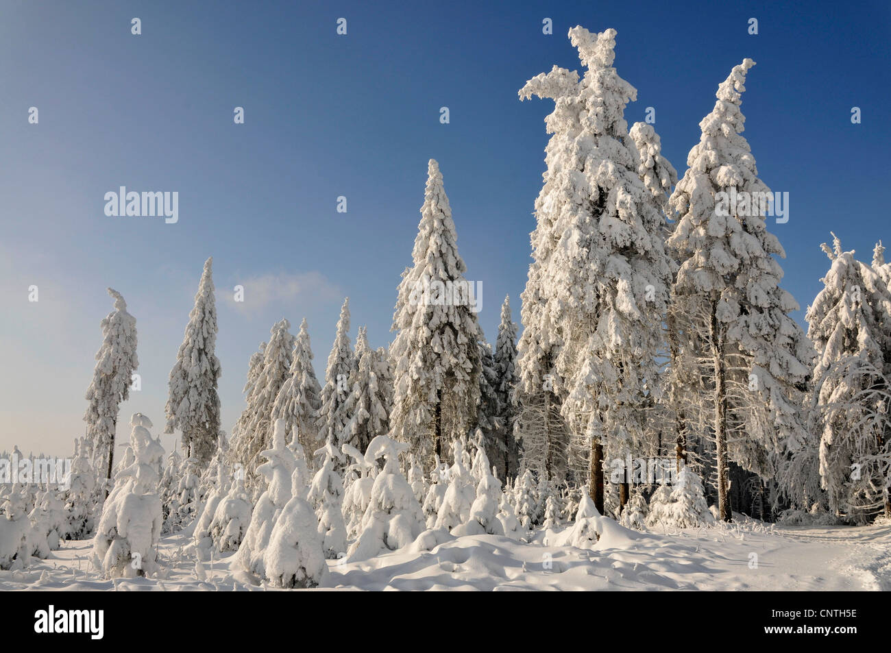 Spuce couvertes de neige dans la forêt le soleil, l'Allemagne, en Rhénanie du Nord-Westphalie, Haut-sauerland Banque D'Images