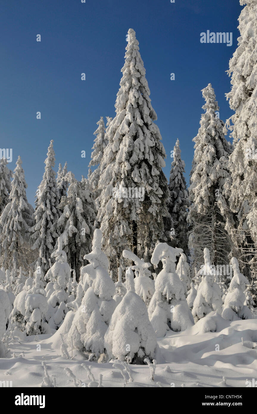 Spuce couvertes de neige dans la forêt le soleil, l'Allemagne, en Rhénanie du Nord-Westphalie, Haut-sauerland Banque D'Images